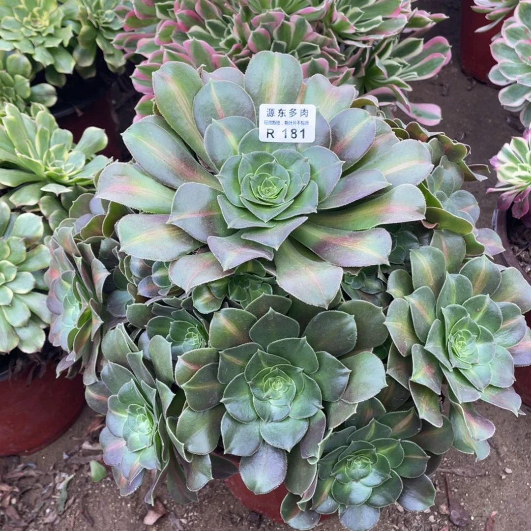 181粉女巫中班多肉法师断枝不包