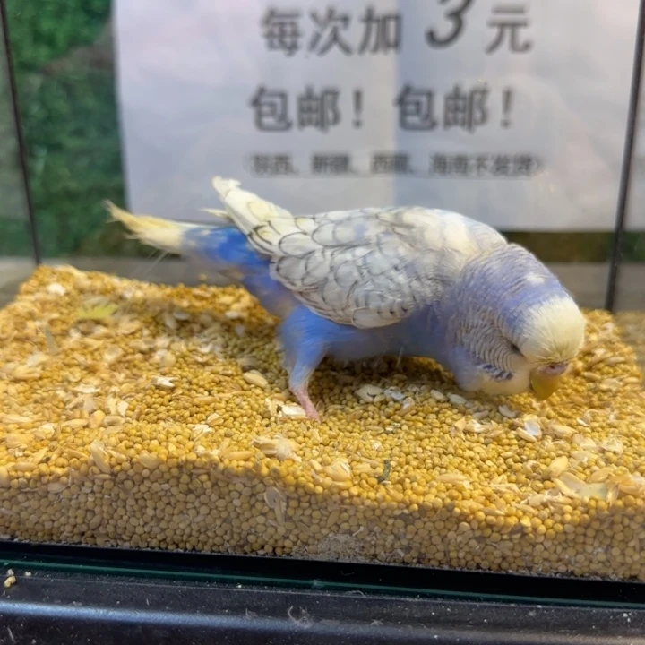 虎皮鹦鹉大头虎皮鹦鹉