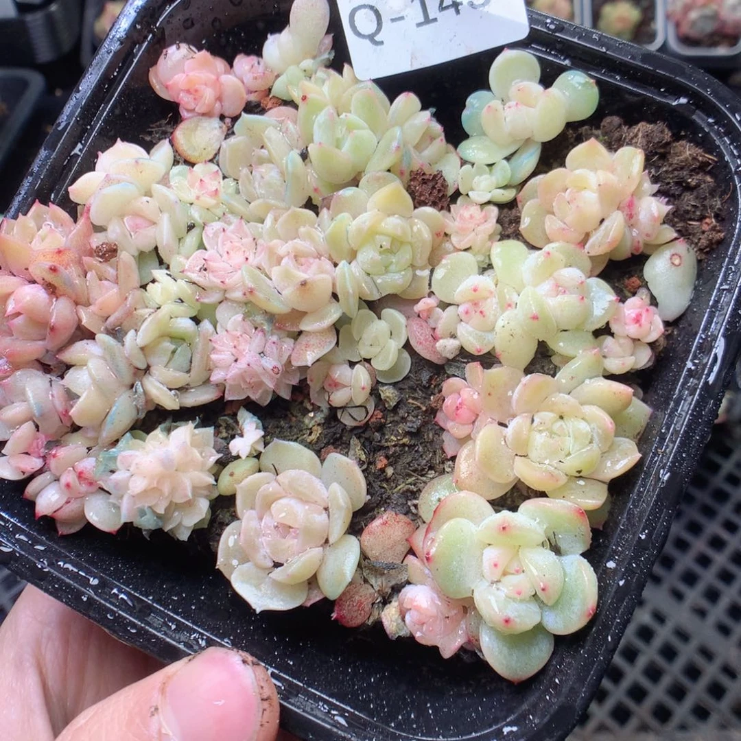 无花朵Q143 yyyyyyyyyy