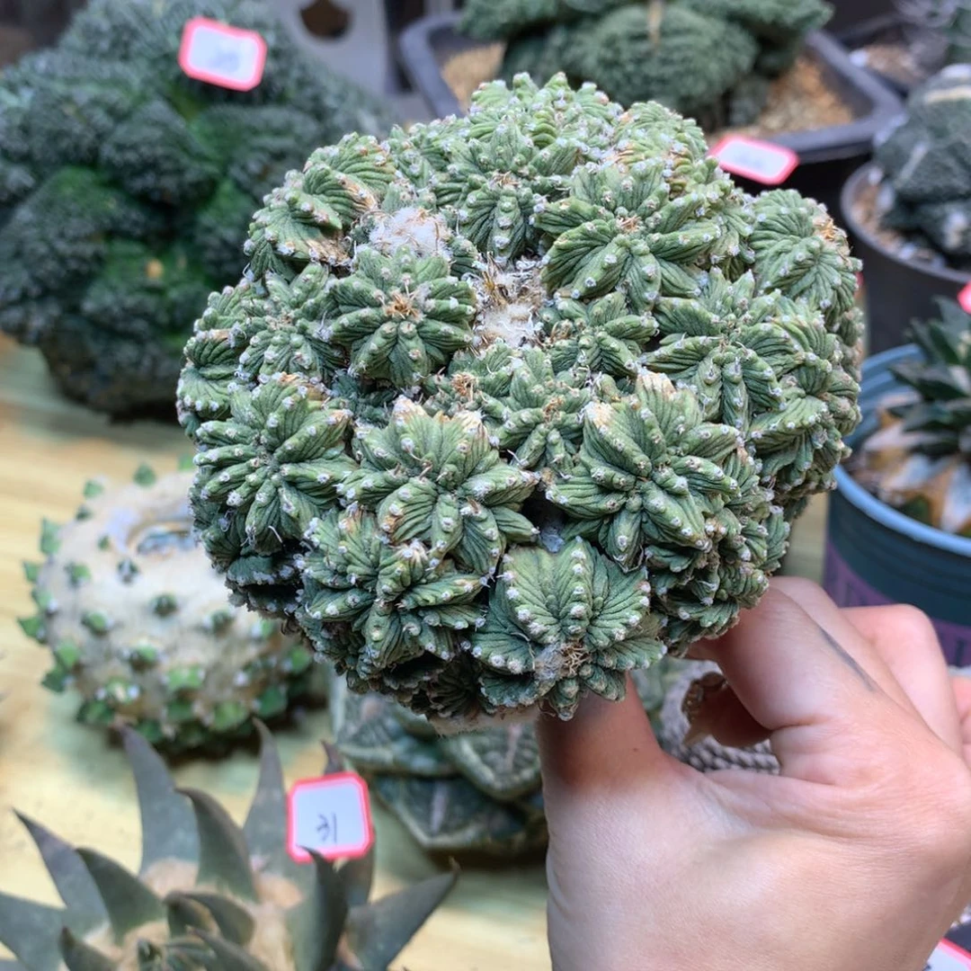 33号 老花笼群生 10公分 带木心