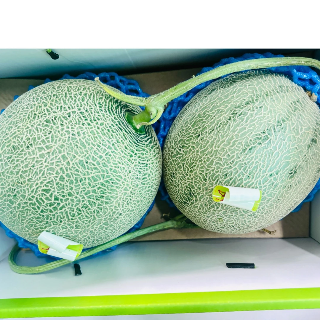 网纹甜瓜 脆甜醇香 一口甜  多汁爽口