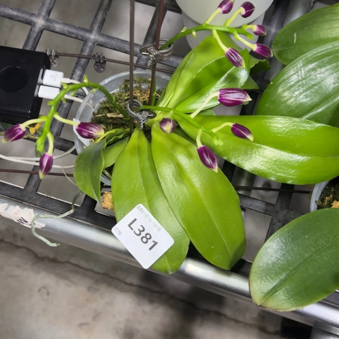 完全开放l381三寸ys1215