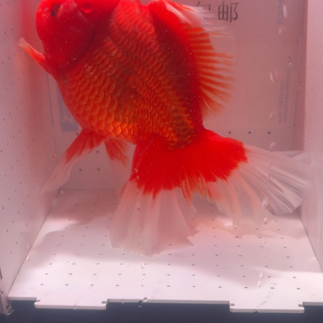 金鱼一条全红千褶泰狮
