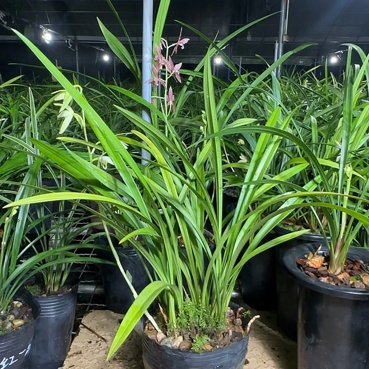 完全开放青山玉泉