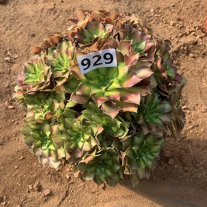 多肉植物韶华929号