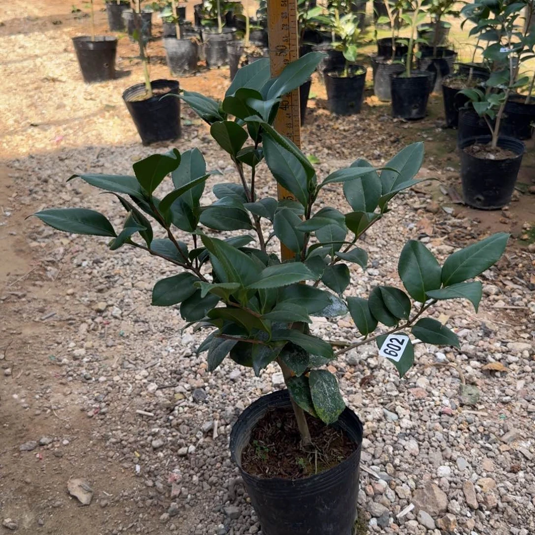 少量花朵（建议范围：2朵-5朵 或40%以下）602青贝不分花色