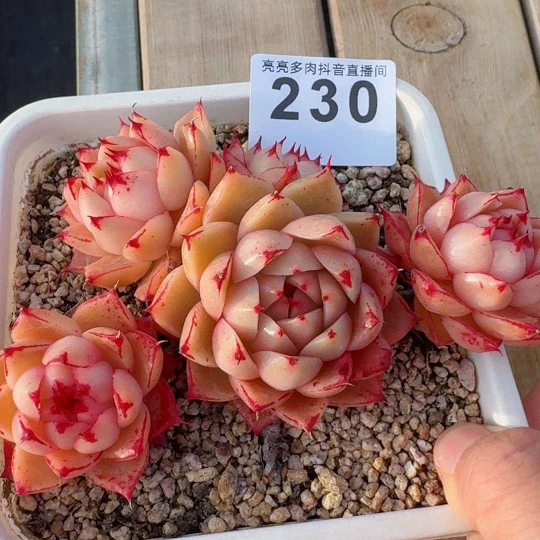 间谍群生         精品多肉