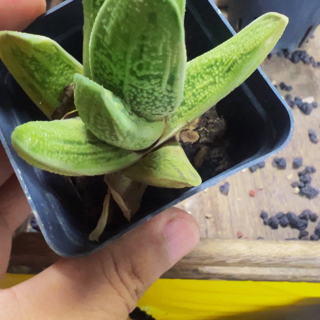 忘记名字的一个花花脱土发货