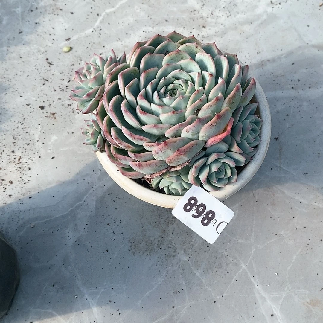 海****0868侧影多肉植物