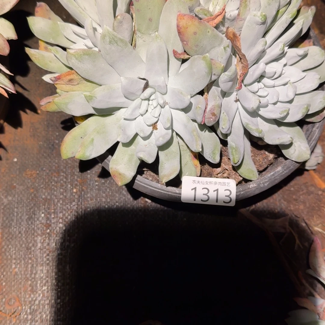 九***4仙女杯多肉植物杂交