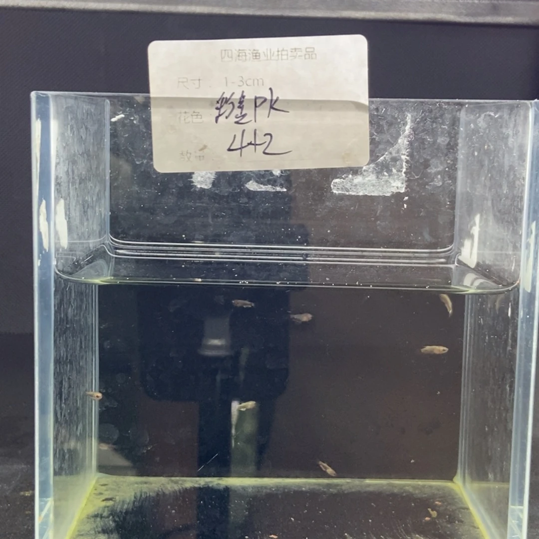 斗鱼所见即所得包活不包损311