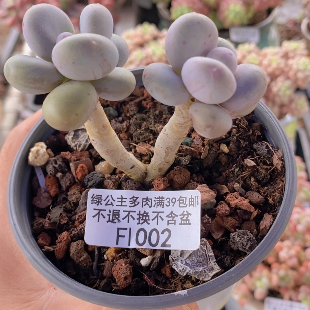 彩虹奶6cm1002多肉植物