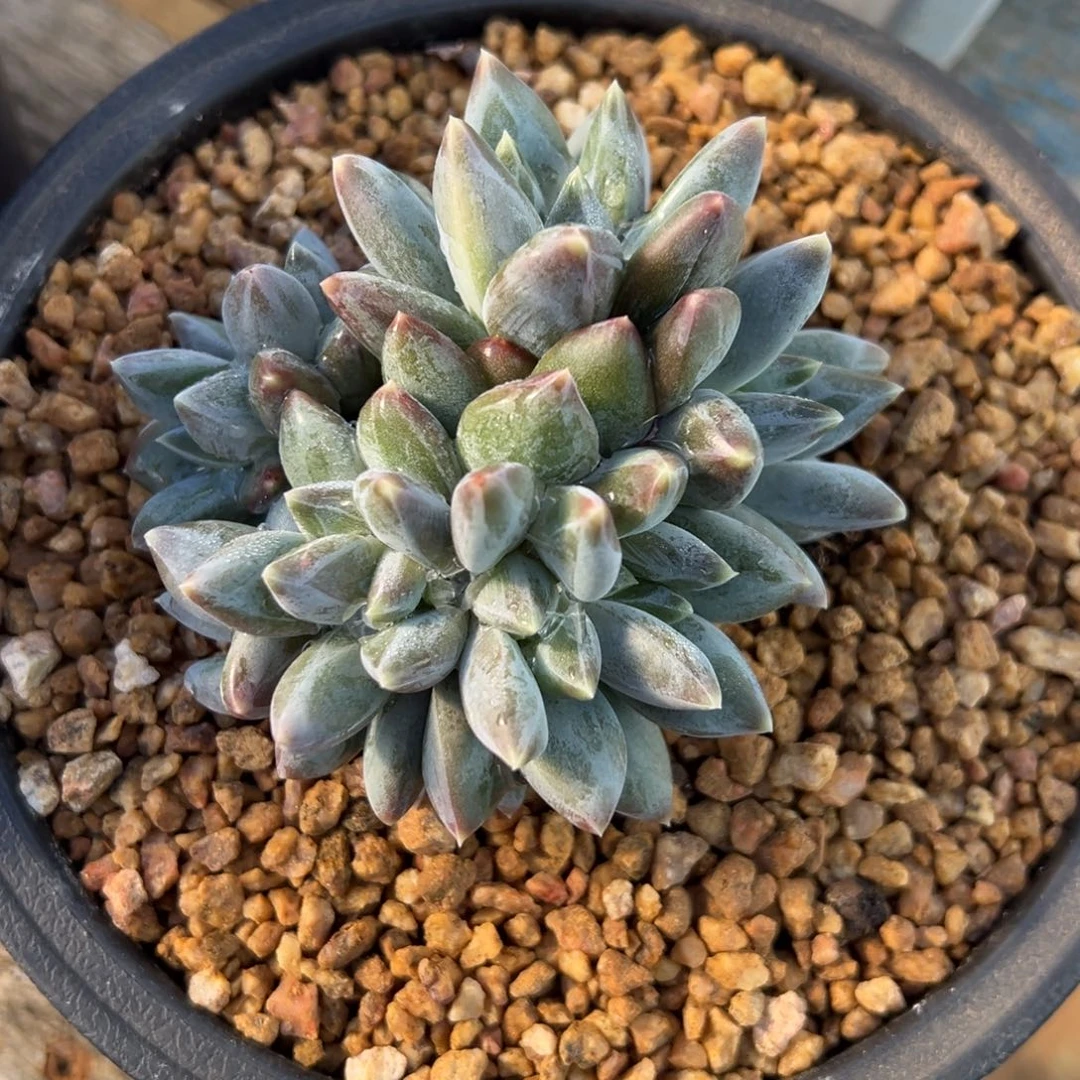 重楼群生 夏鸣园艺