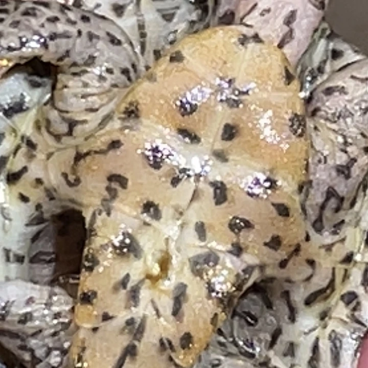 不分公母蛋龟A17全品大粗纹满纹黑刀