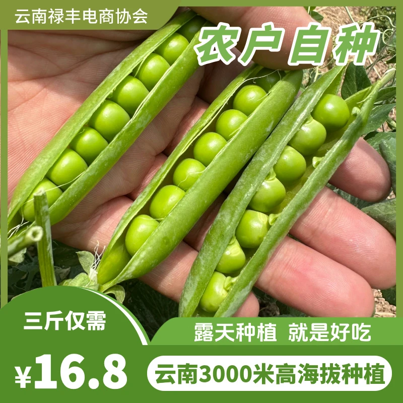 【现摘】云南高山豌豆水果豌豆青豌豆甜豆豌豆荚带壳发货