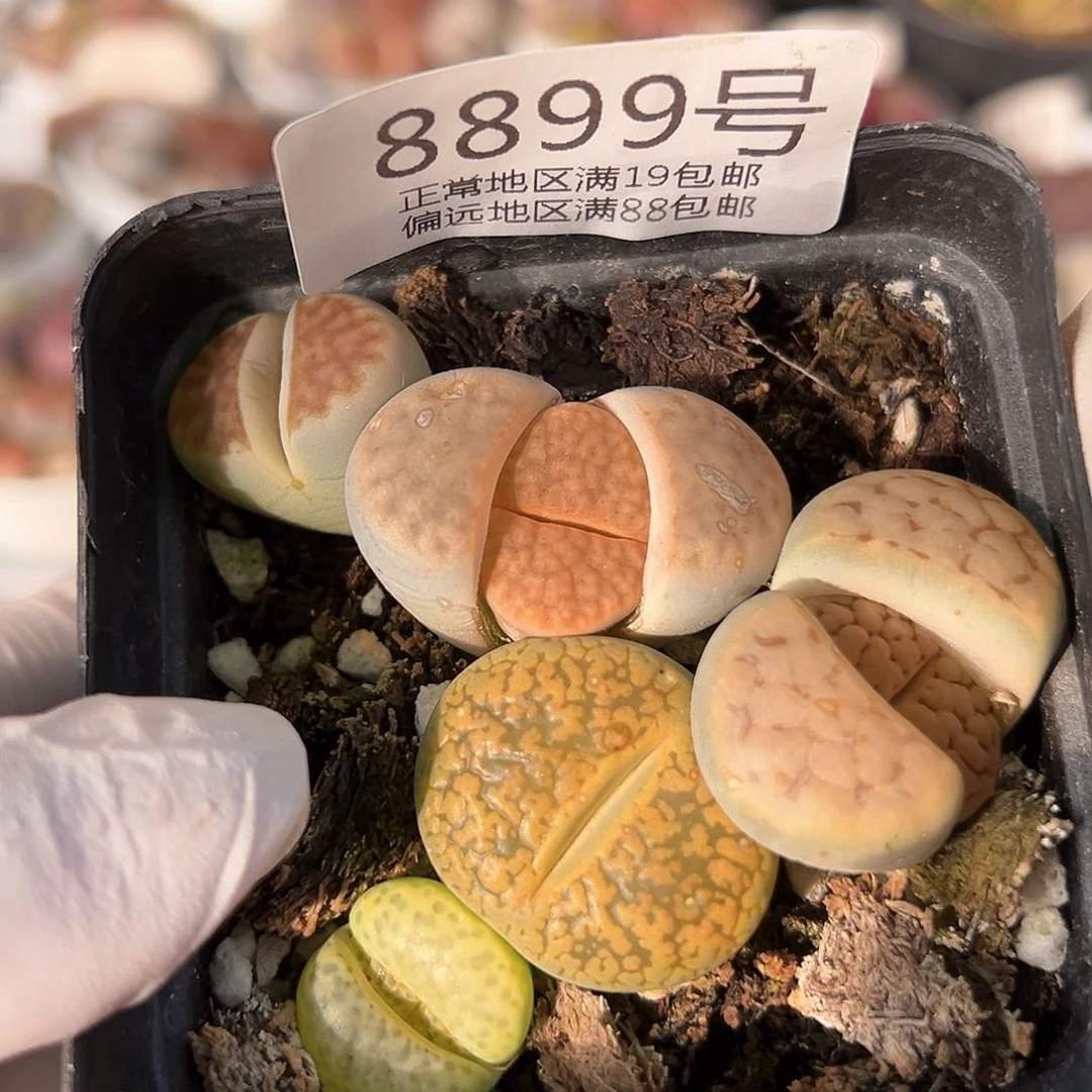 好养易活生石花大母本8899