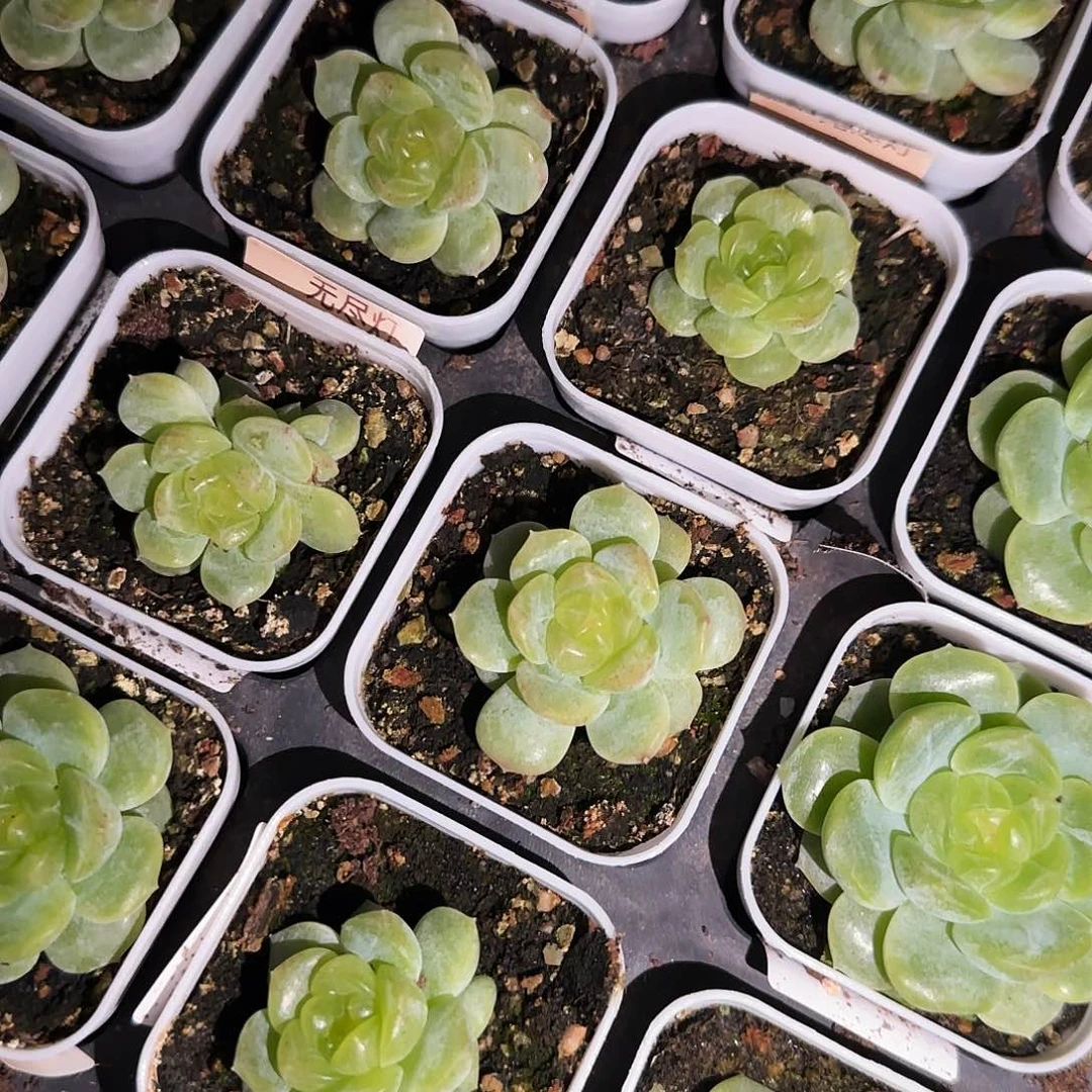 无尽灯外棚5 cm盆一个满25包邮