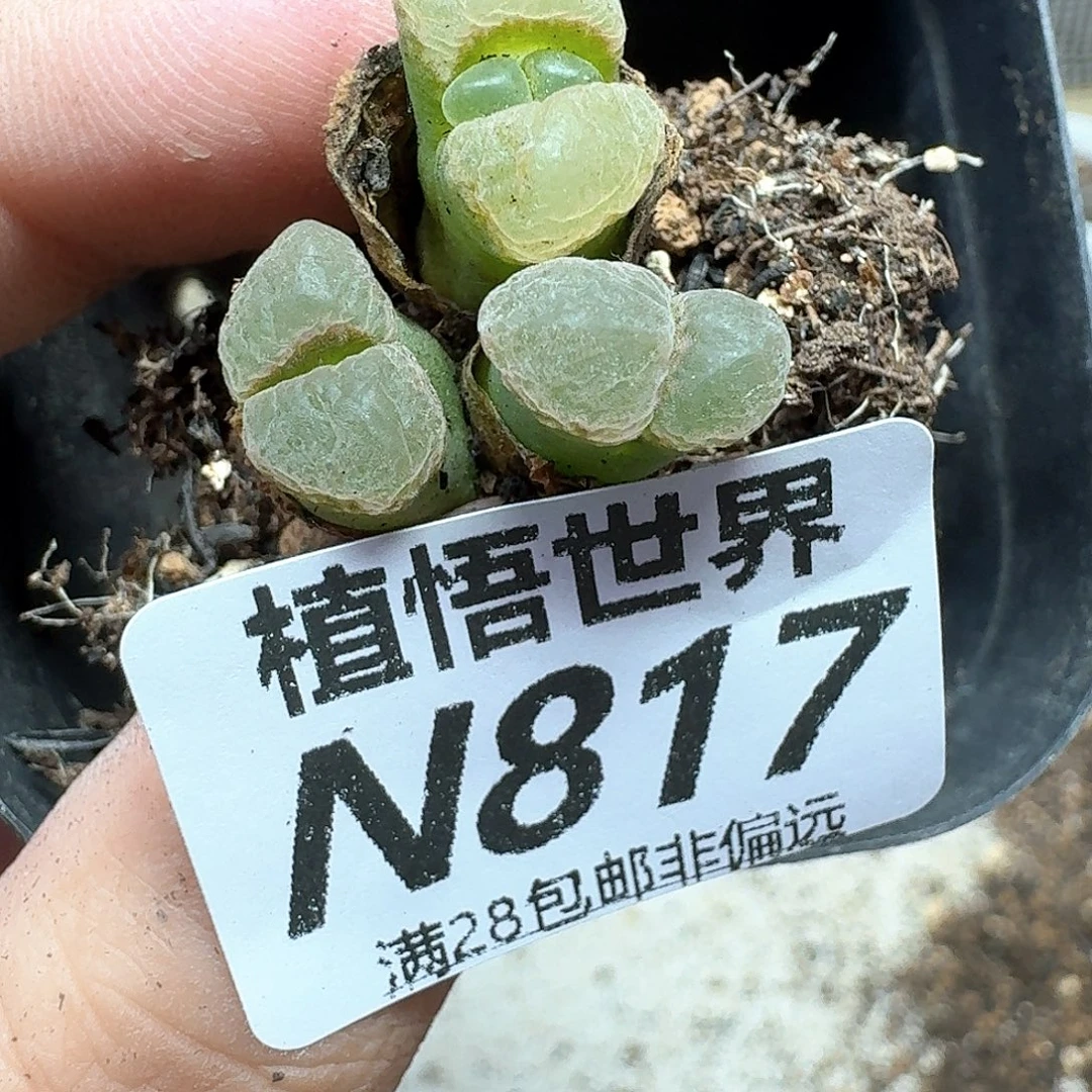 多肉植物的润泽法v