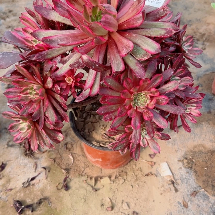 275紫霞多肉植物