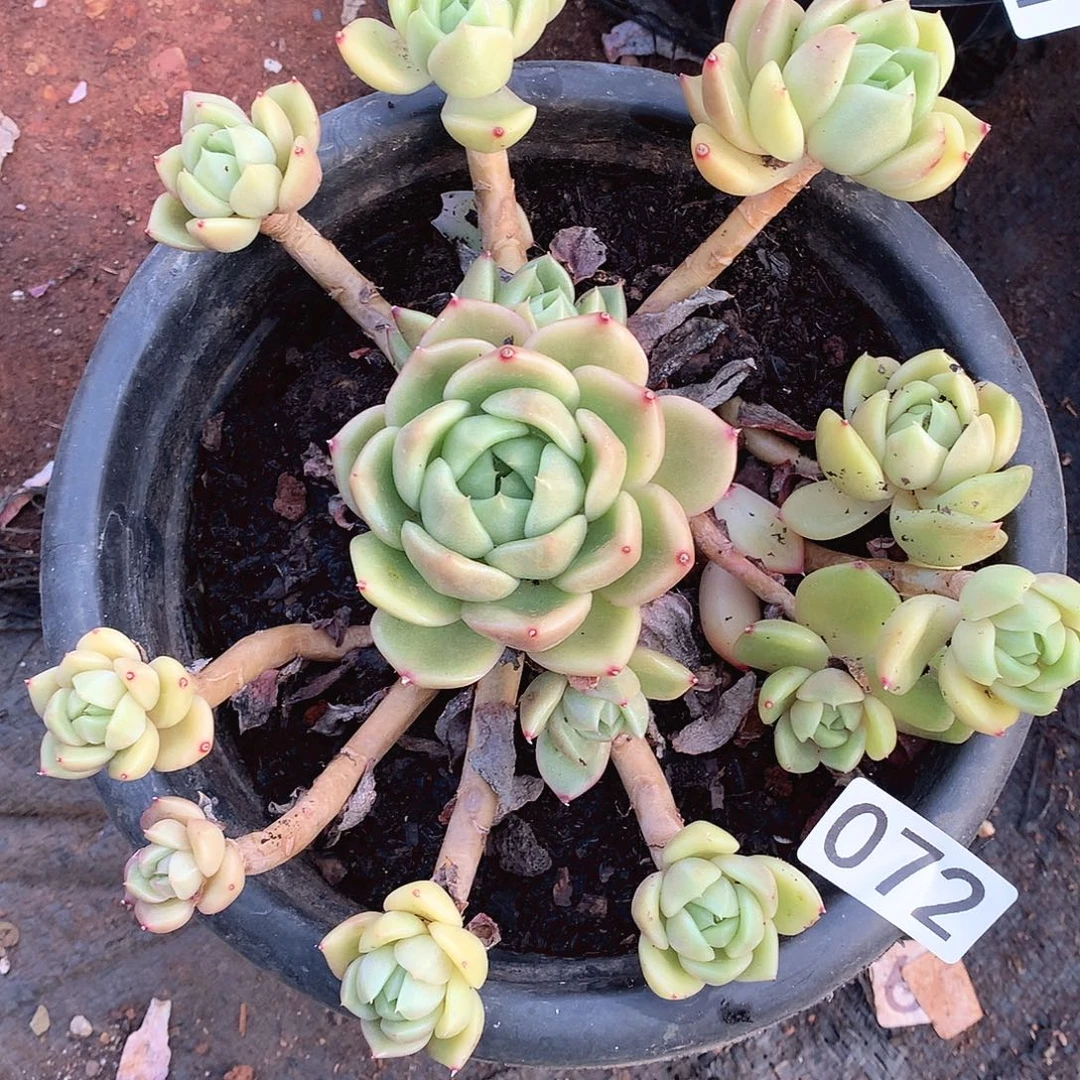 072白玫瑰不售后一物一拍多肉