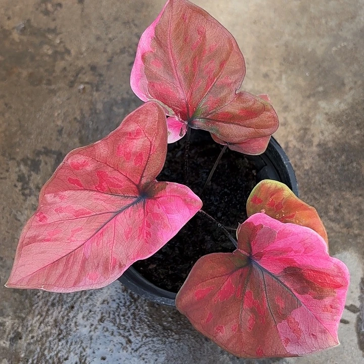 37-1027芭比粉广东现货