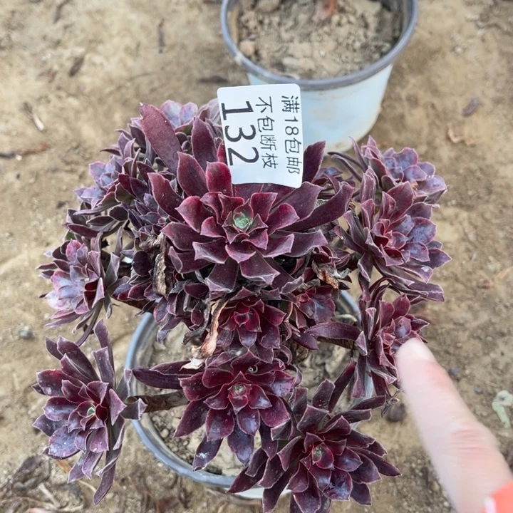 132蒙娜丽莎手捧1法师