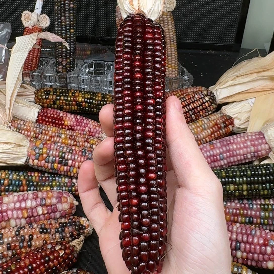 柏香籽/百香籽吊坠狐*呀