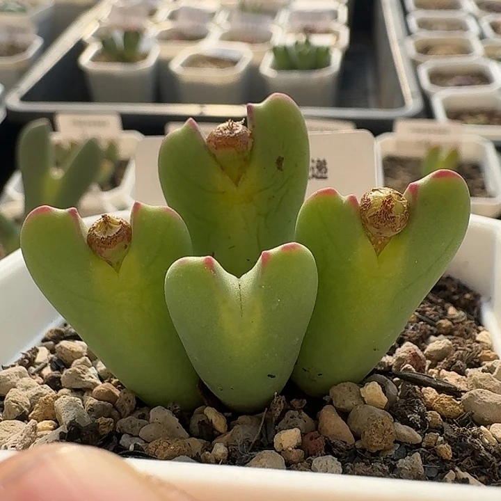 17 黄体鹿角少将。