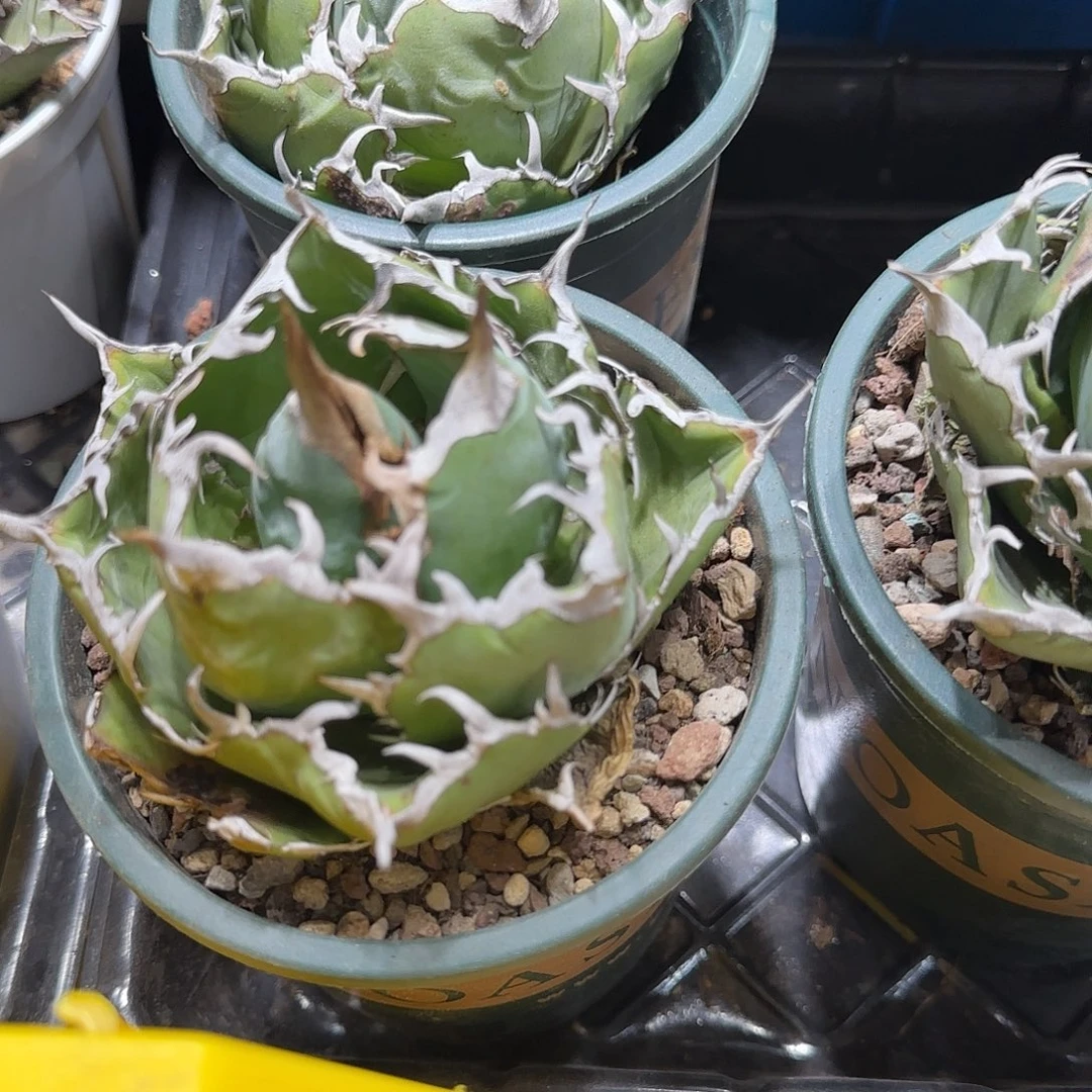 白鲸龙舌兰111111111