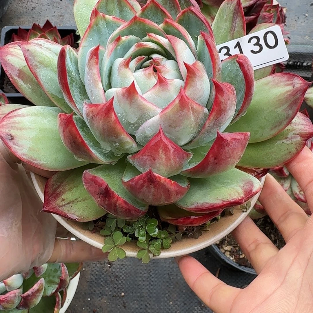 惊鸿仙子 3130.........