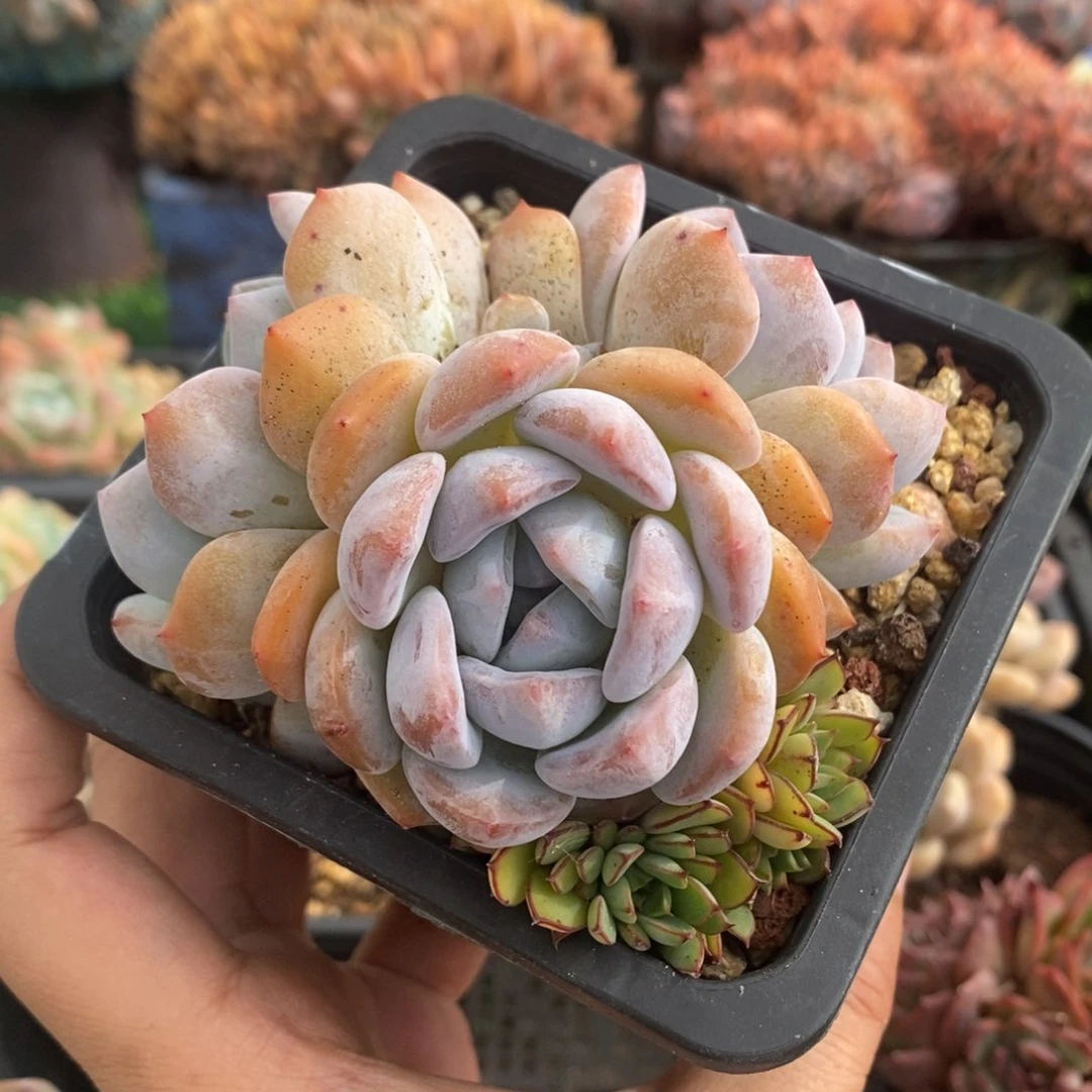 星影小群无砍一物一拍