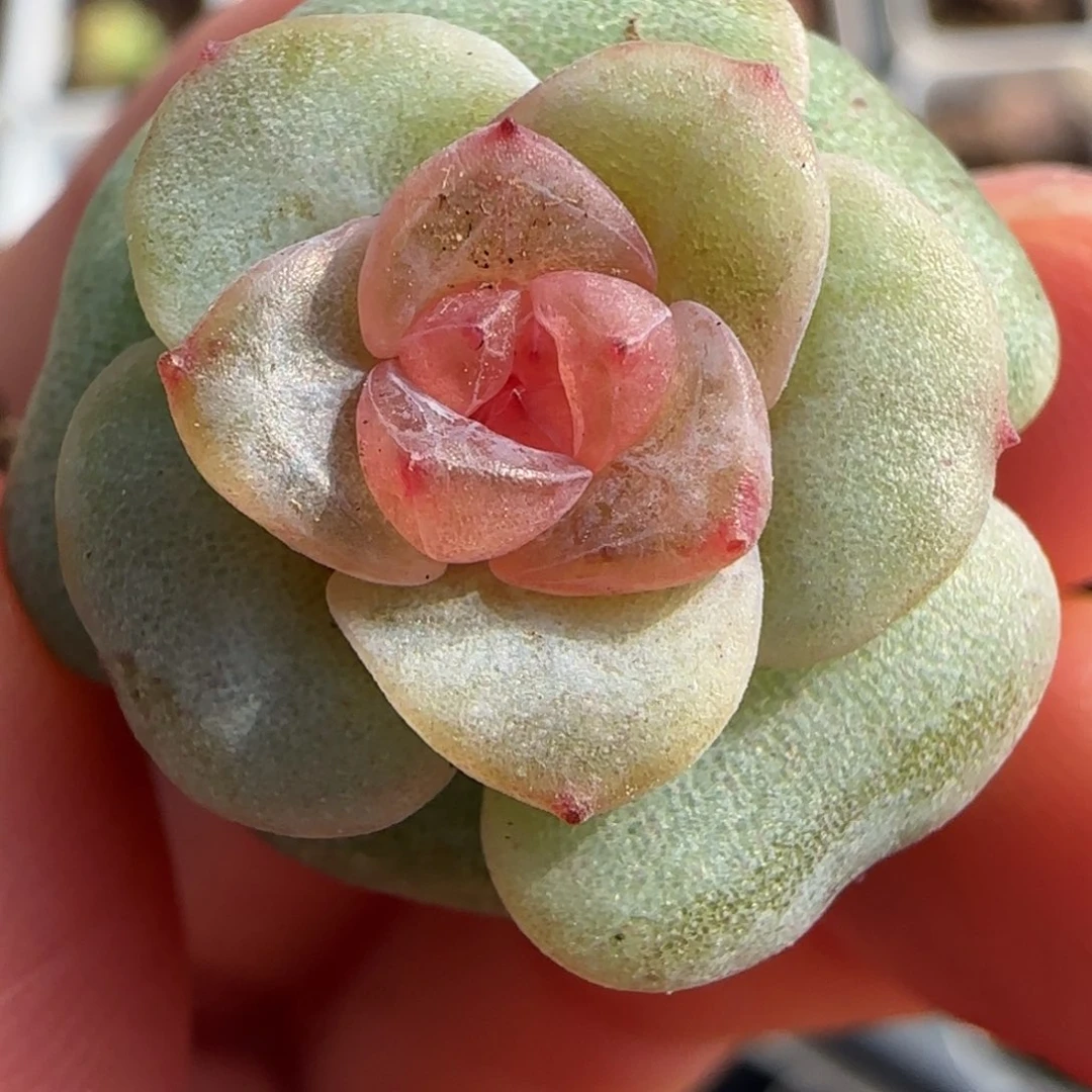 绝绝子多肉植物一颗