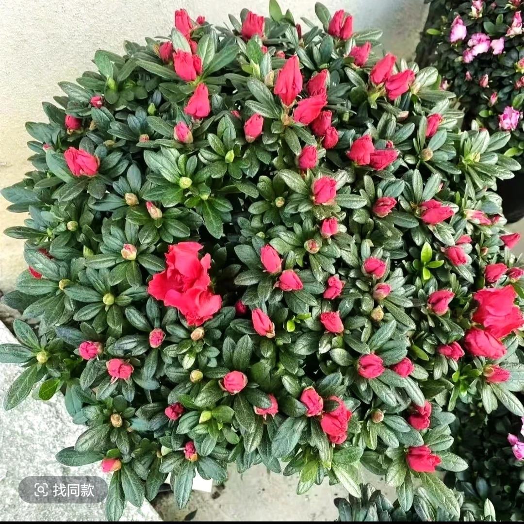 【中国红杜鹃花】满花苞发货盆栽绿植