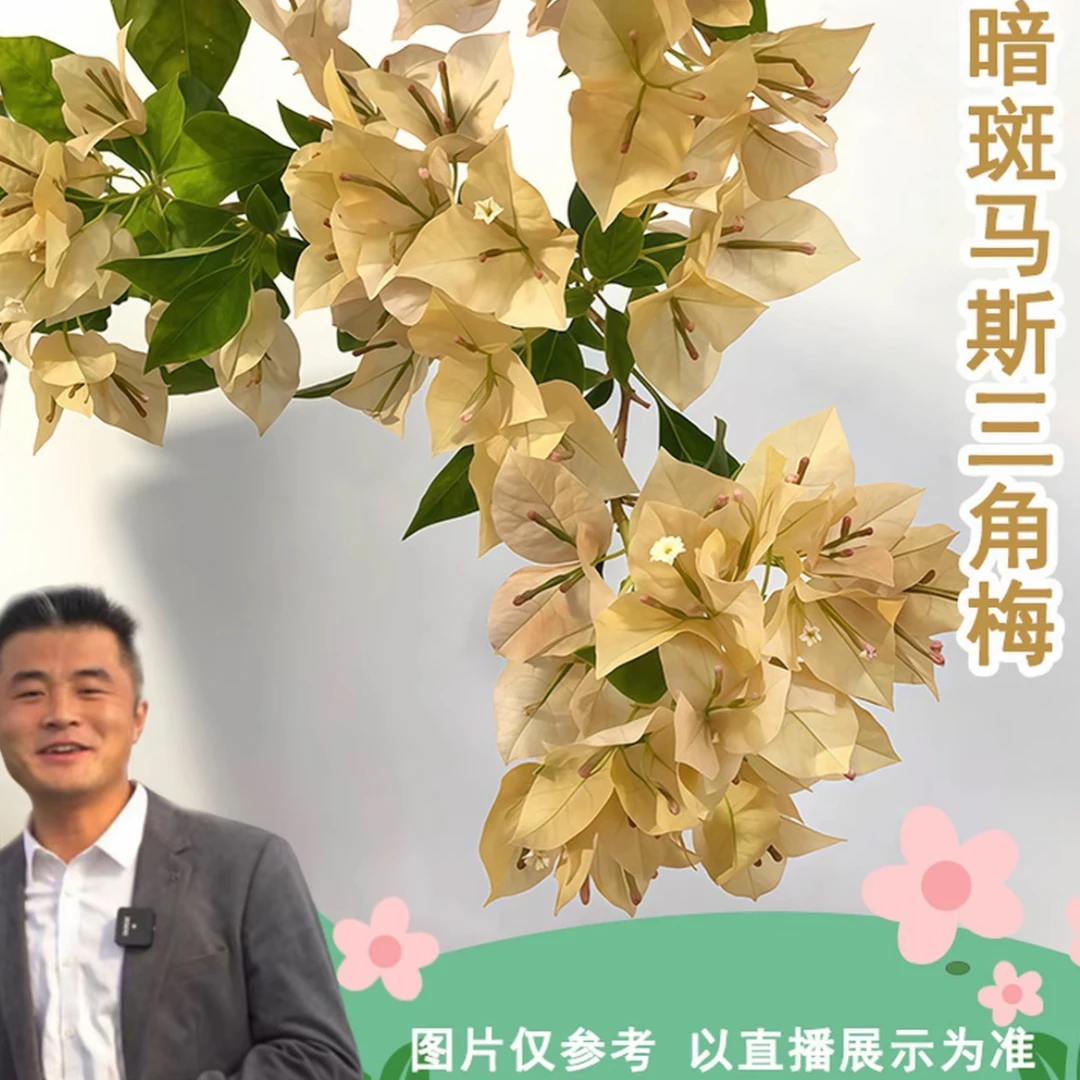 【热植馆】暗斑马斯三角梅盆栽喜光易养护勤花室内室外阳台庭院花卉