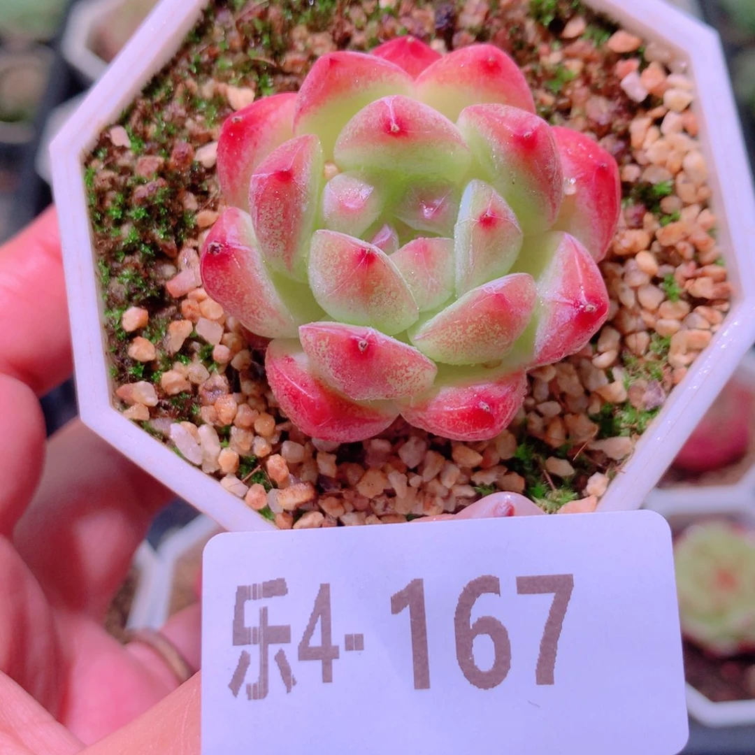 乐然4-167 精选糖心