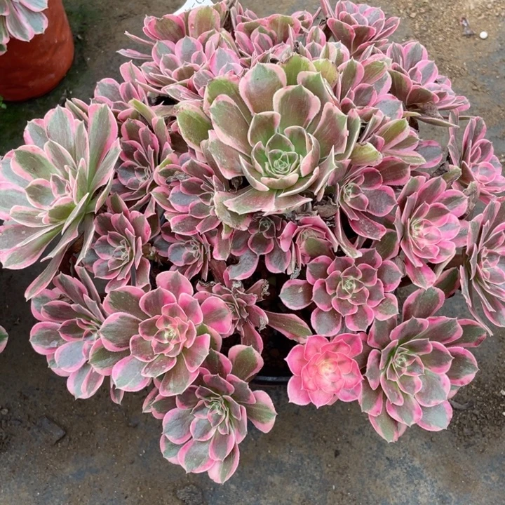 459花样年华多肉123446789