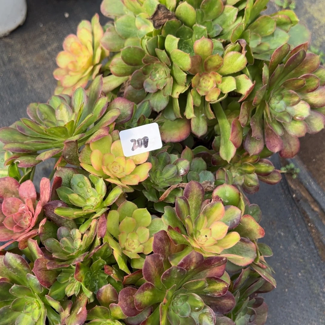 遇***己200201流星雨多肉嘻嘻嘻