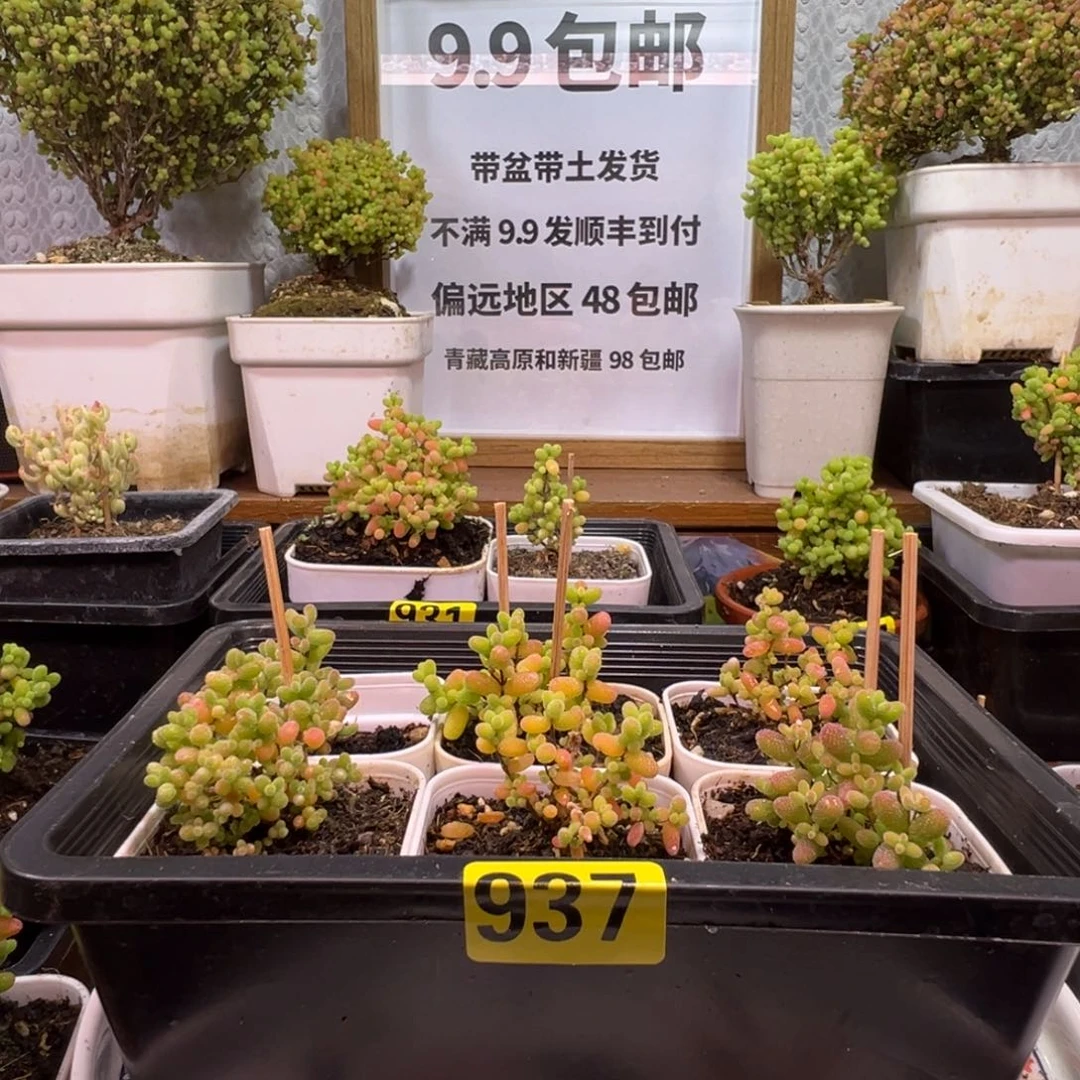 枝干番杏多肉植物937