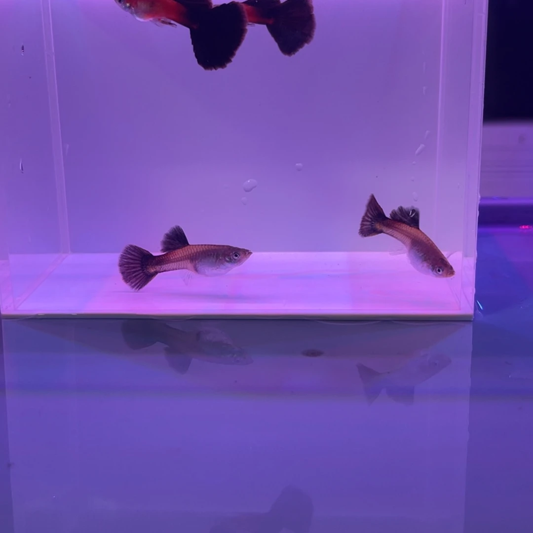 孔雀鱼红木野红两对开箱视频报损