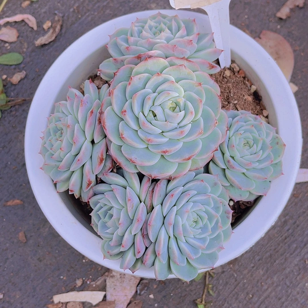 空***白星星寄养到时候一起发货