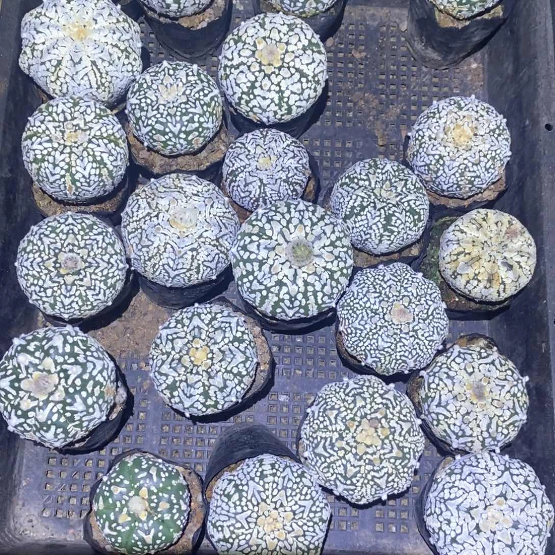 无花朵实生瑕疵V兜特价任选一颗