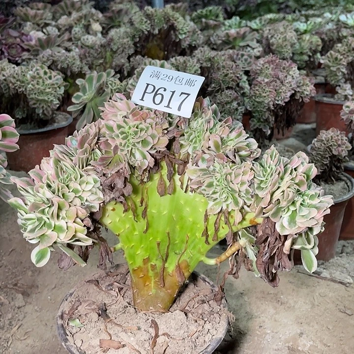 617粉女巫坠多肉植物