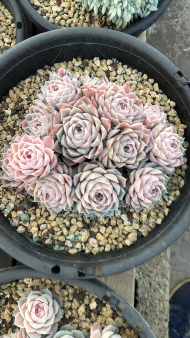 蛋蛋专拍奶油玫瑰多肉补差价