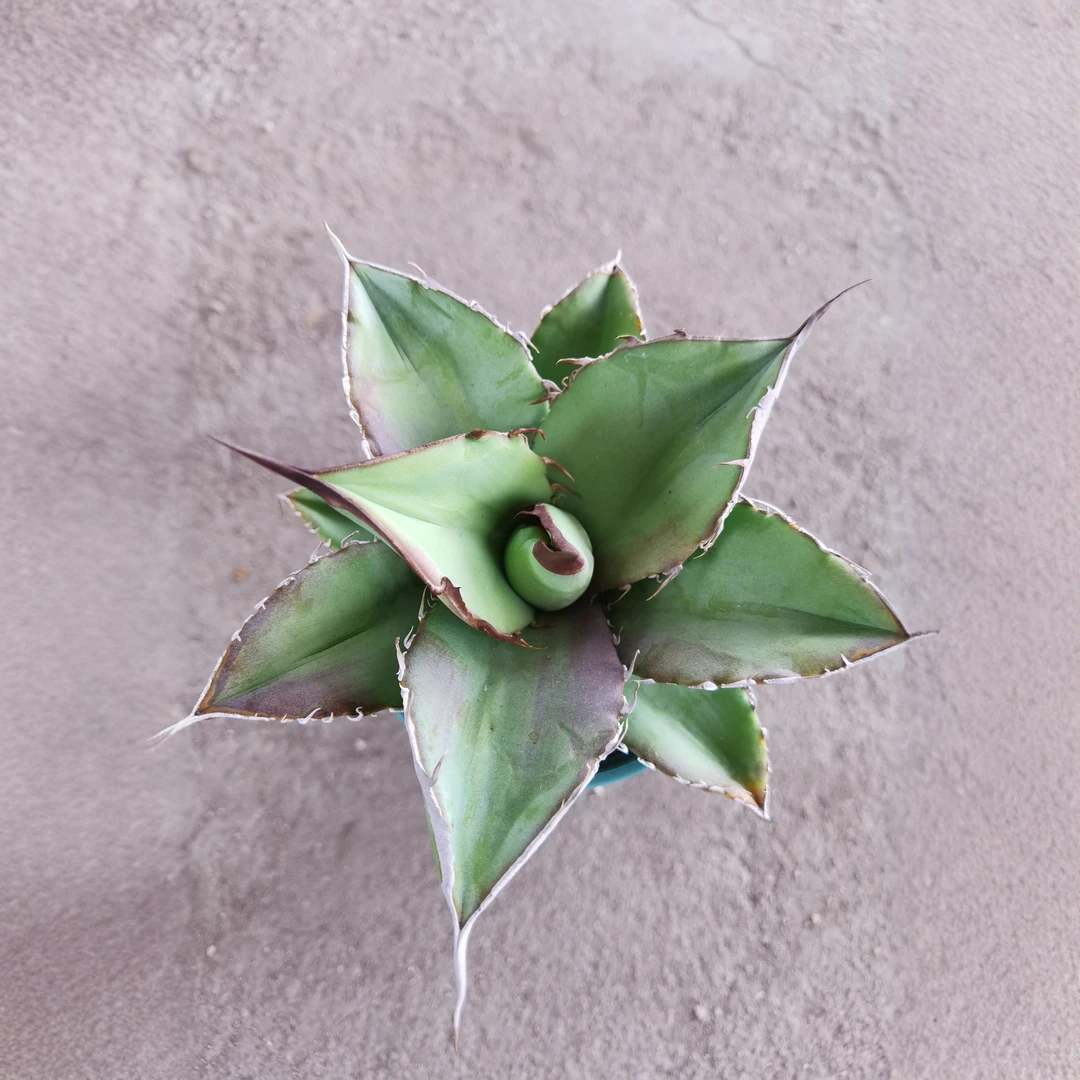 满18包邮 （龙舌兰严龙）