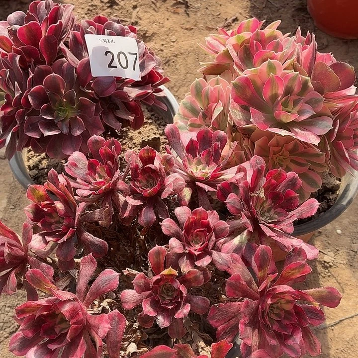 207号一物一拍三颗法师