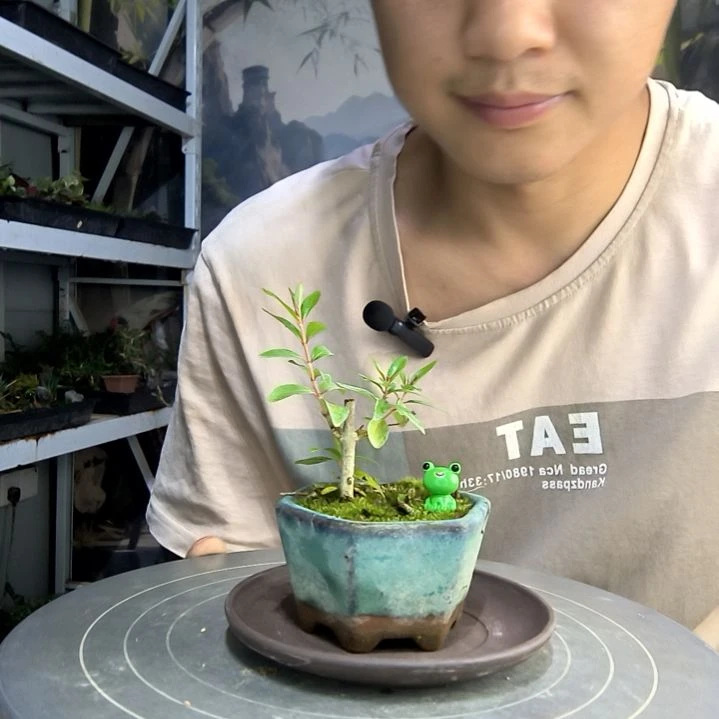 嘎*中青园艺一物一拍252