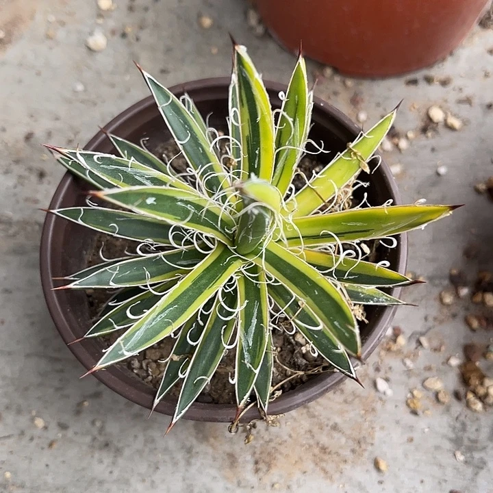 无花朵泷之白丝覆轮锦