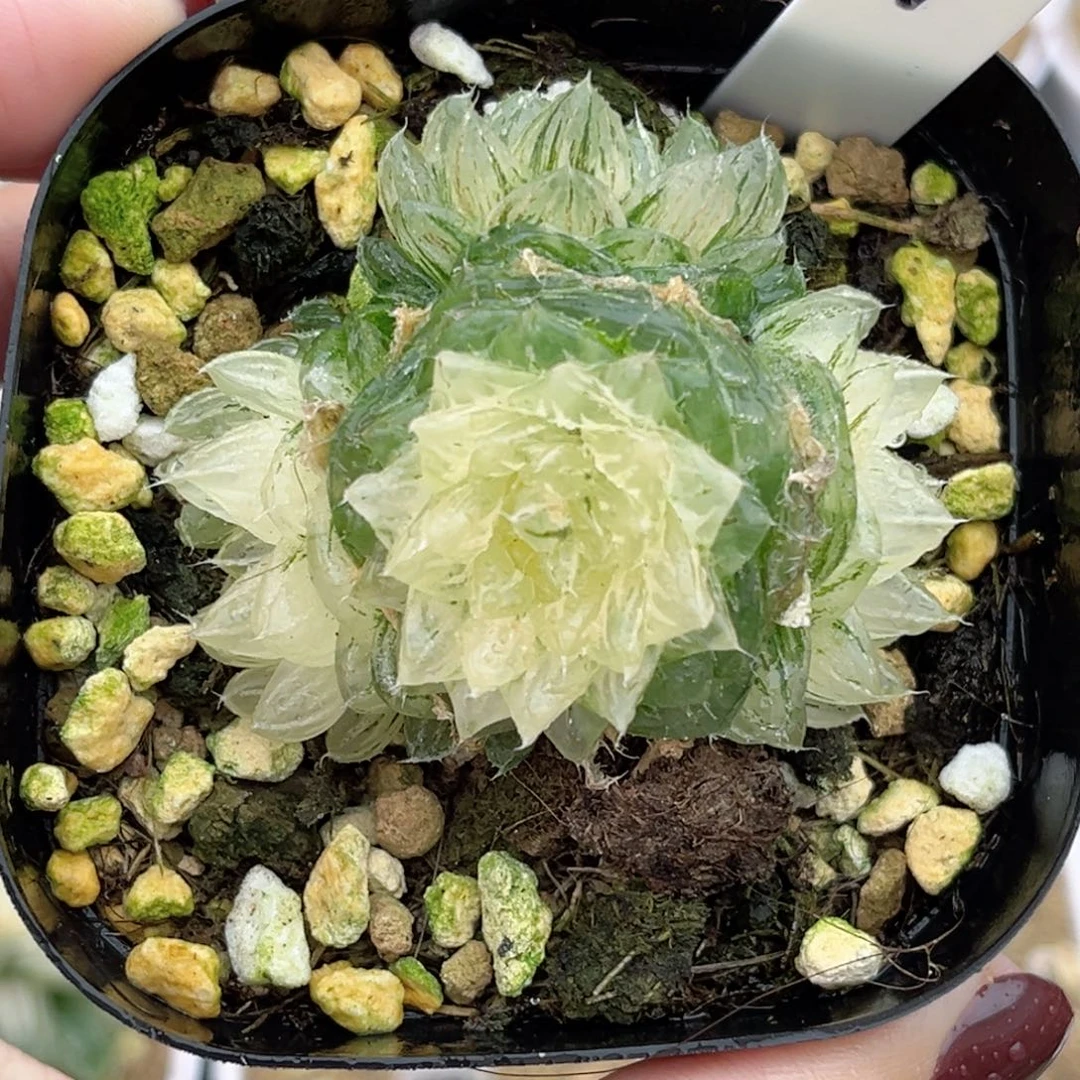 1群生翠云锦福利专场