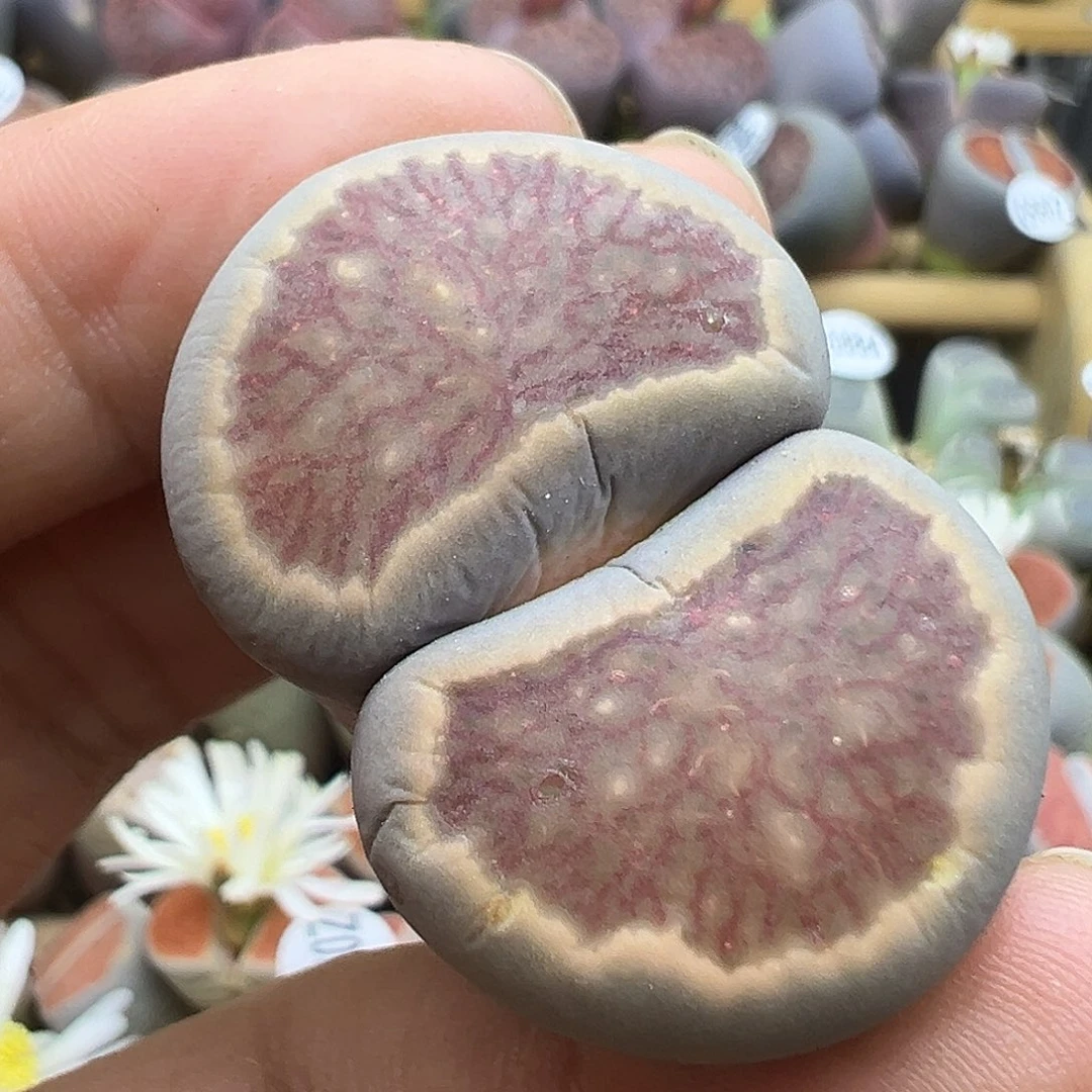 951炸了11111111111111