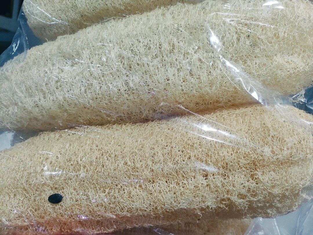 老丝瓜洗碗搓背可用